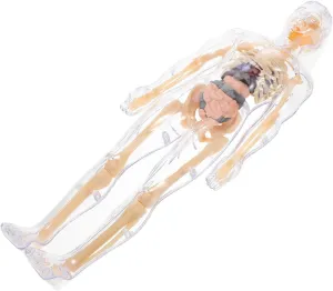 Interactive Learning and Developmental Play 1set Human Body Anatomy Model Puzzle for Boy programmer nursing angiosperm maverick throughout bed Girl Educational Science Kit with Removable Organs and Skeleton Parts for 